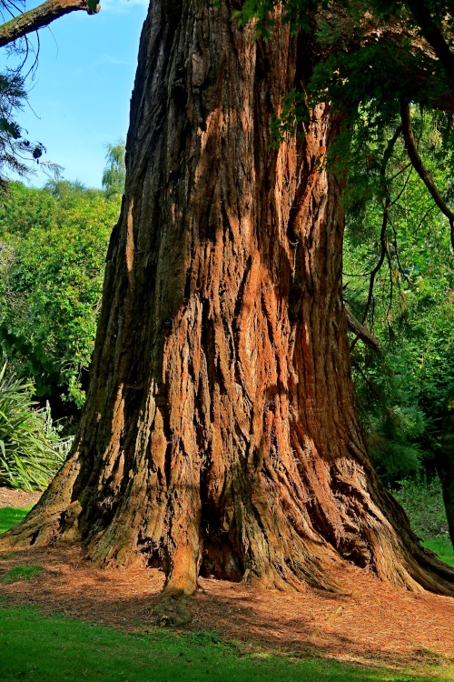 Bicton redwood