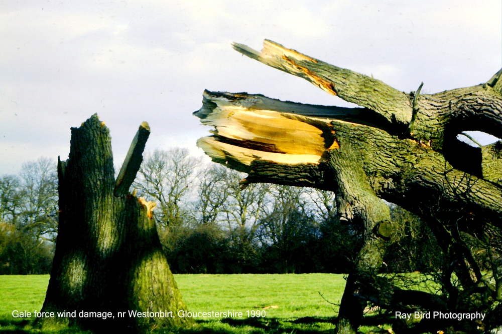 Gale force wind damage, Westonbirt, Gloucestershire 1990