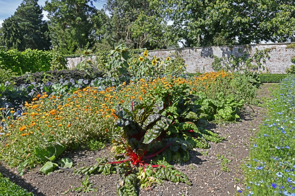 Down House Vegetable Garden