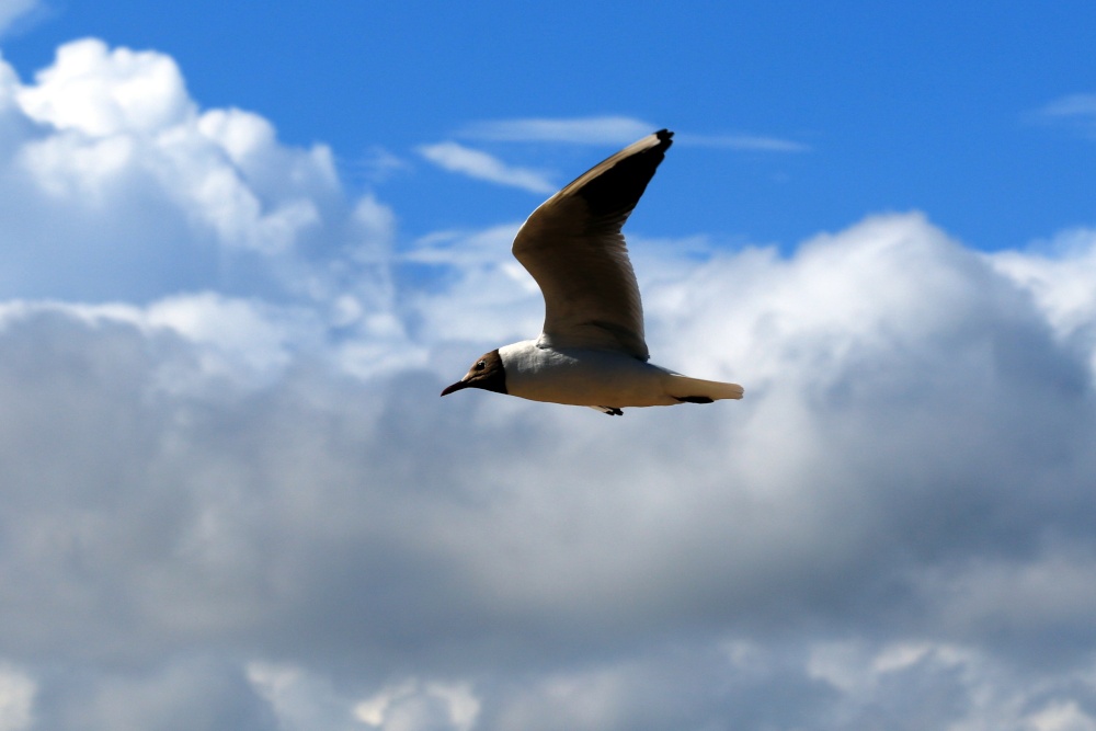 Photograph of Cowes gull