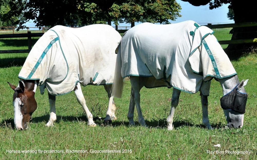Horses, Badminton, Gloucestershire 2016