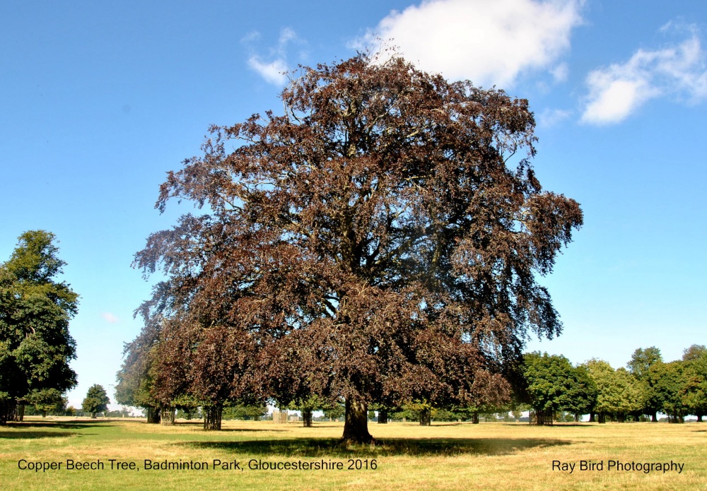 Copper Beech Tree, Badminton Park, Gloucestershire 2016