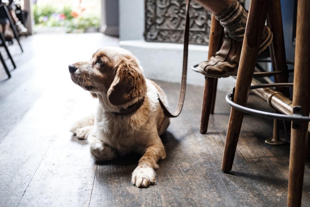 Bull Hotel, Bridport