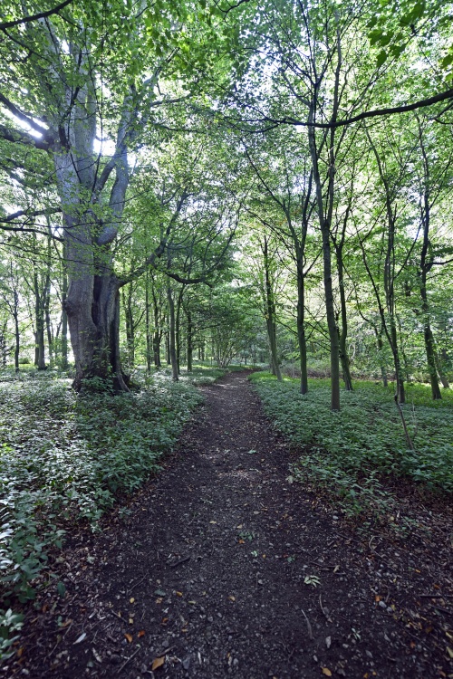 Rievaulx Terrace Woodland path