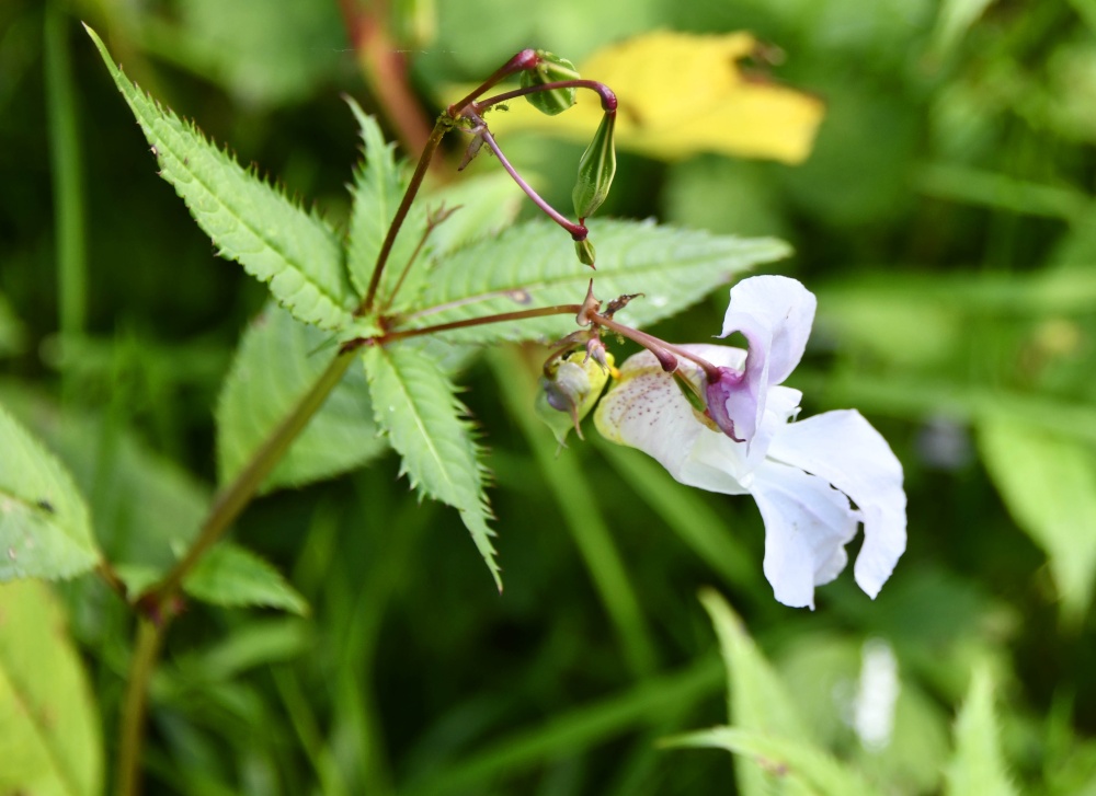 Aysgarth Falls - Hymaleum balsam on riverside