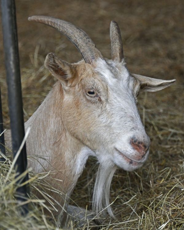 Sinnington Common Farm