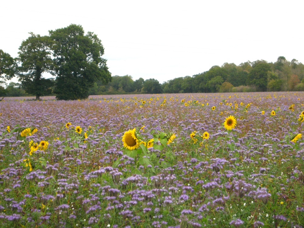 Blue and Yellow. (Near Linstead)