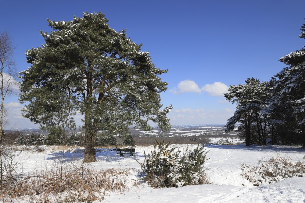 Ashdown Forest in Snow photo by David Brooker