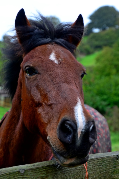Kersbrook brown horse