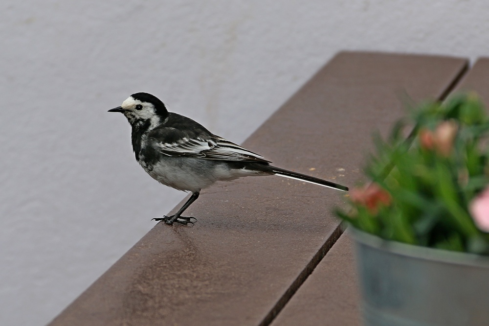 Sidmouth chirpy wagtail