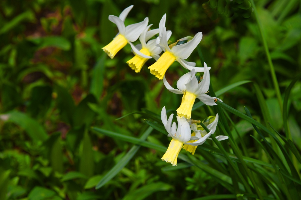 Coleton Fishacre Garden