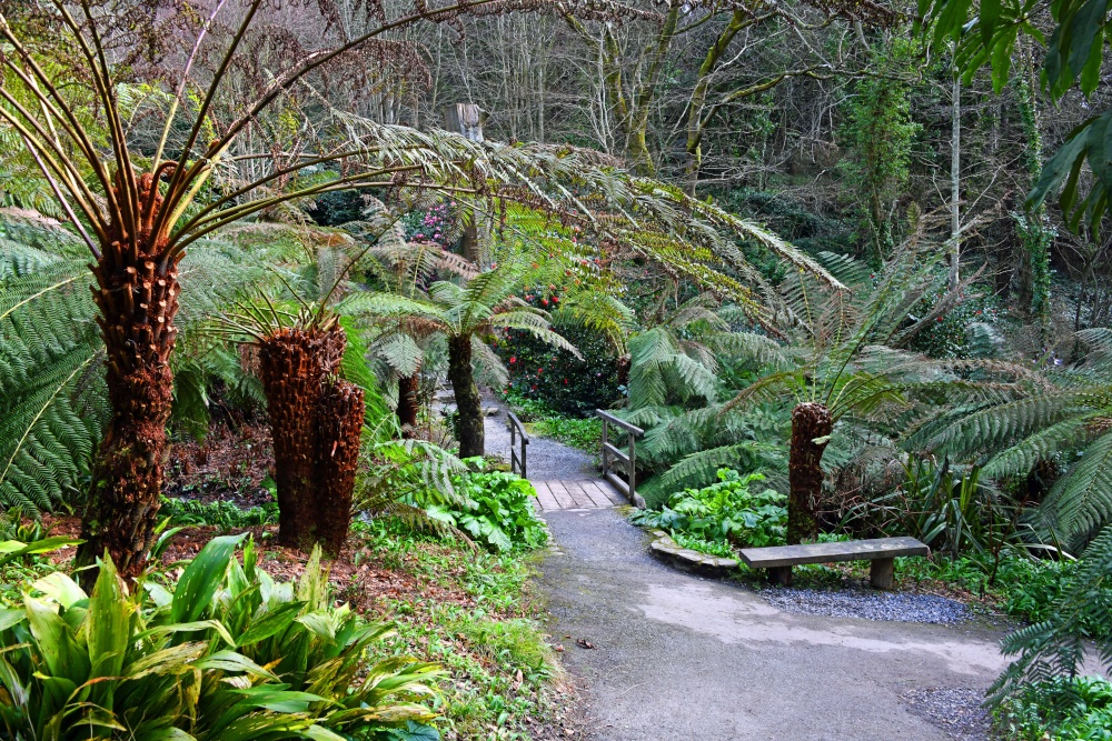 Coleton Fishacre Garden