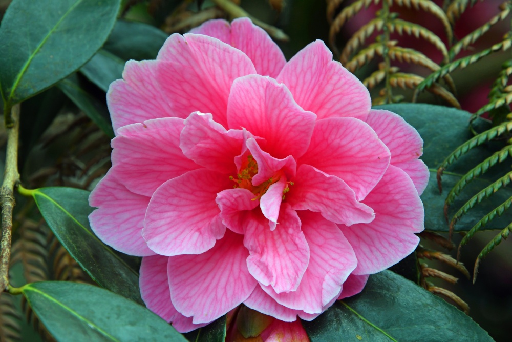 Coleton Fishacre Garden