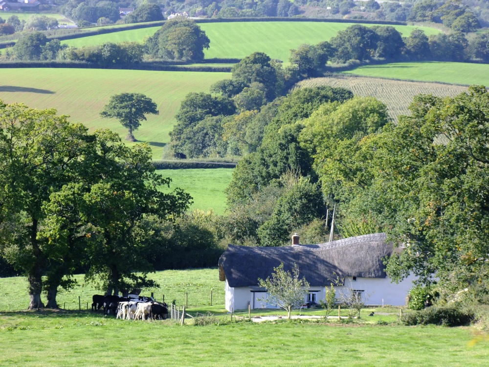 Ottery St. Mary Countryside