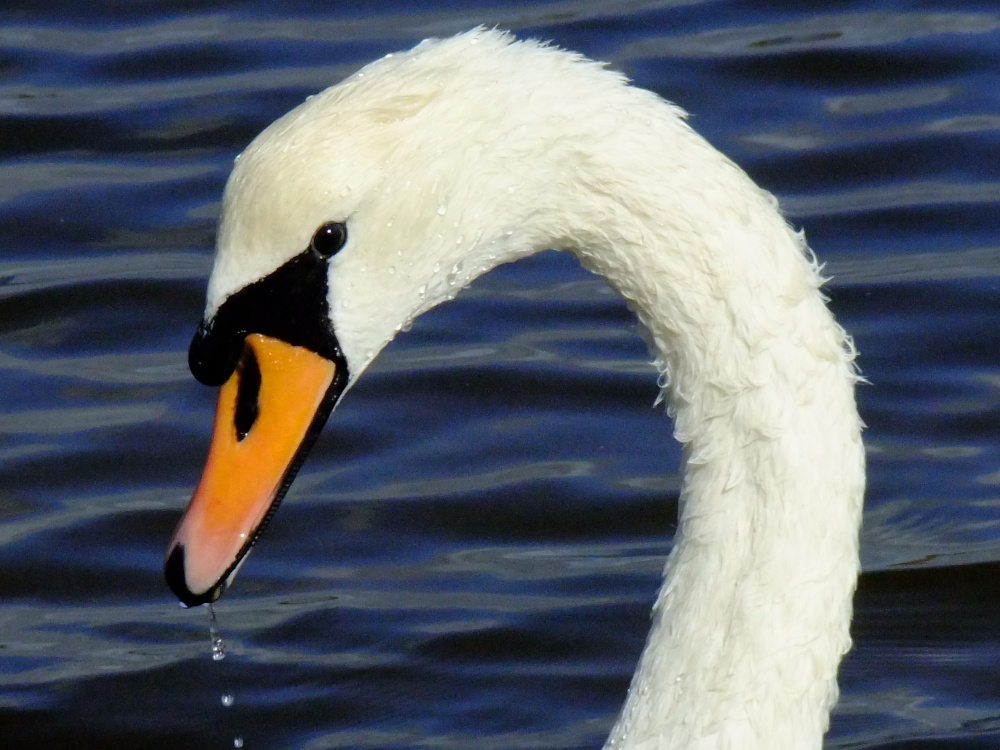 Boo said the swan