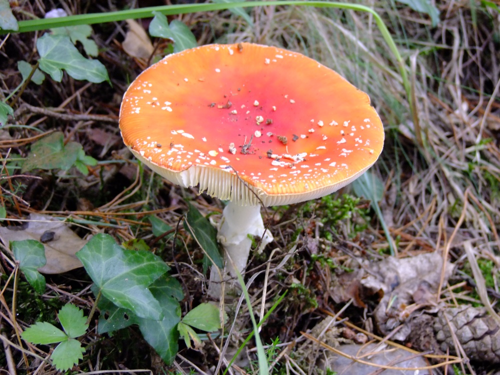 Fly agaric