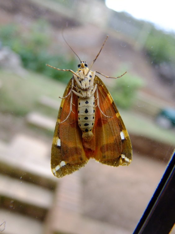 Budleigh moth