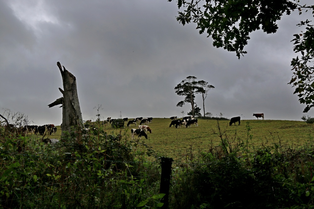 Fir trees and cows