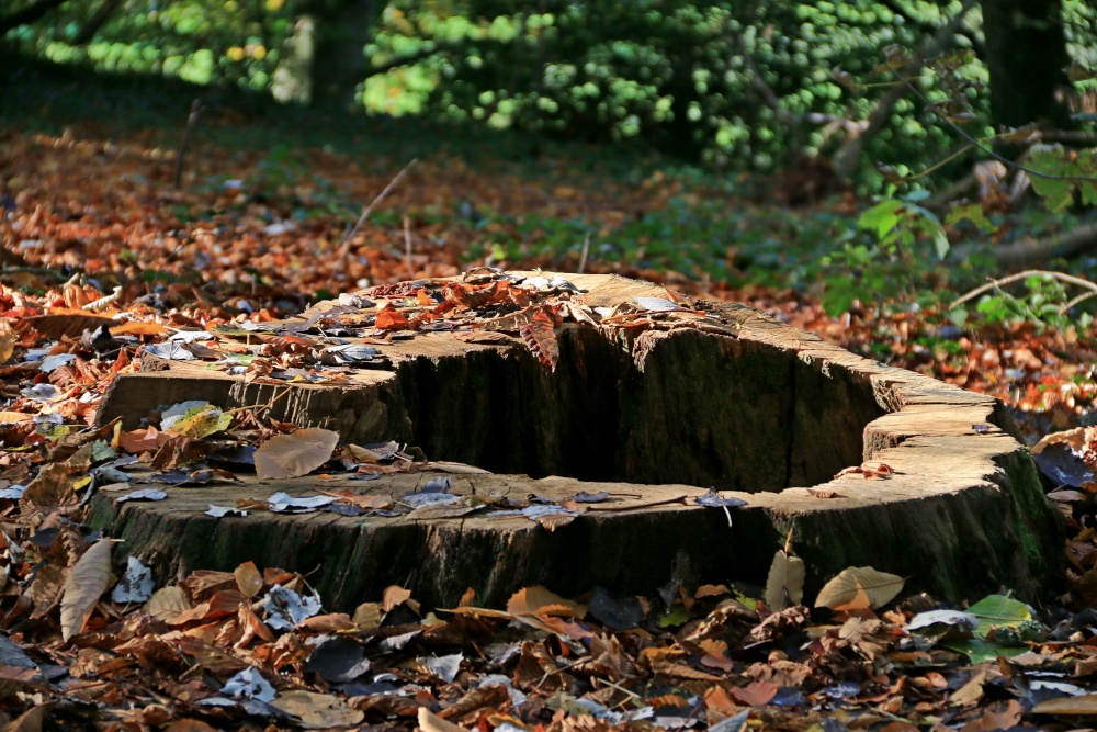Otterton hollow tree