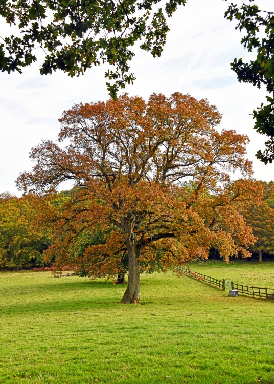 Ramster Gardens,  Chiddingfold