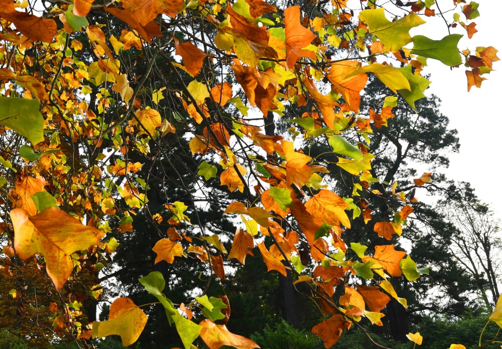 Ramster Gardens,  Chiddingfold