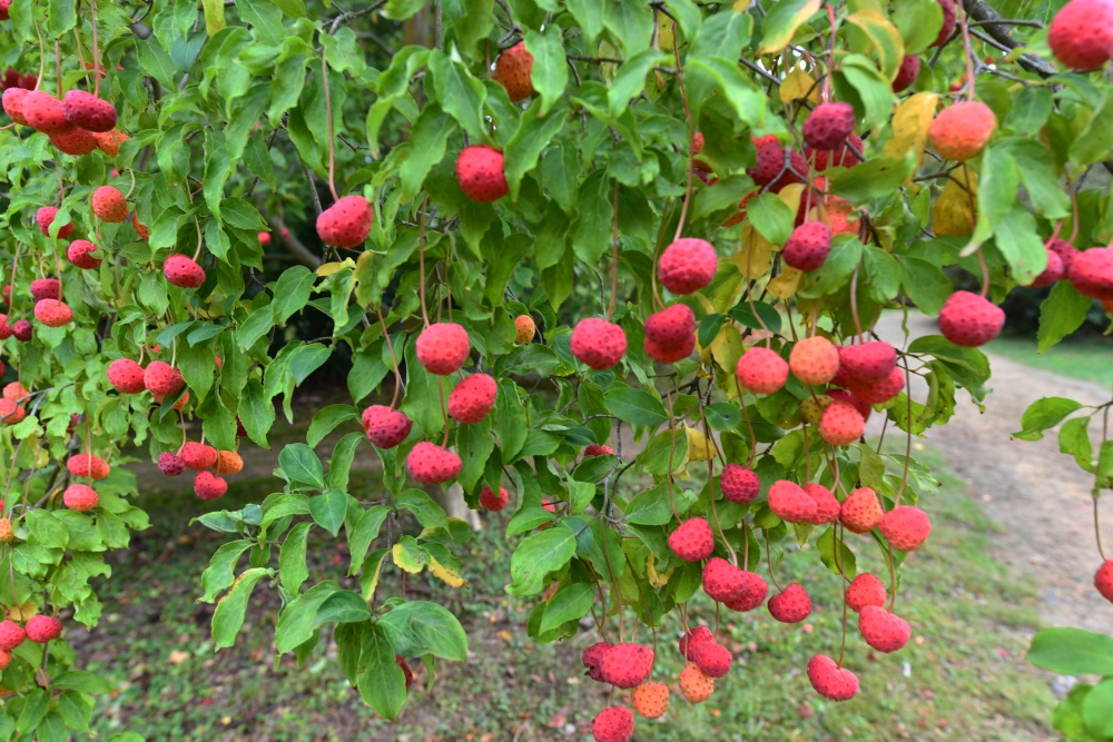 Ramster Gardens,  Chiddingfold