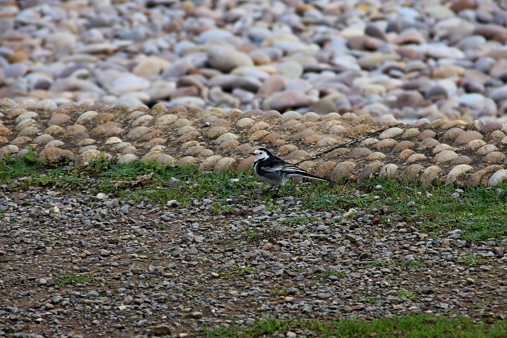 Budleigh pied wagtail