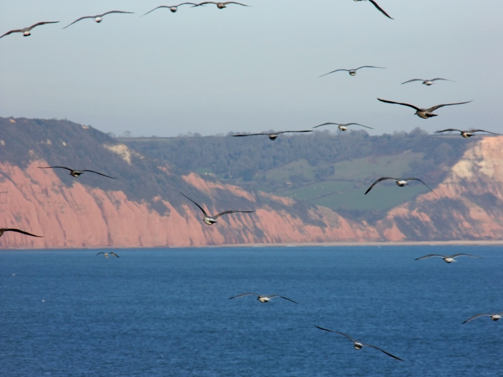 Birds over Ladram Bay