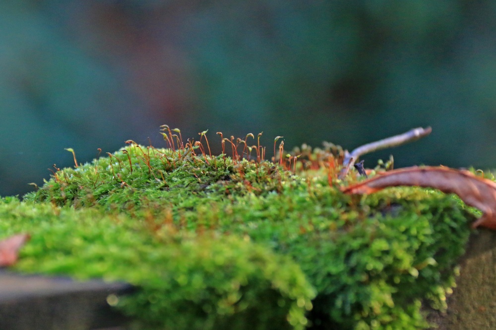 Budleigh moss