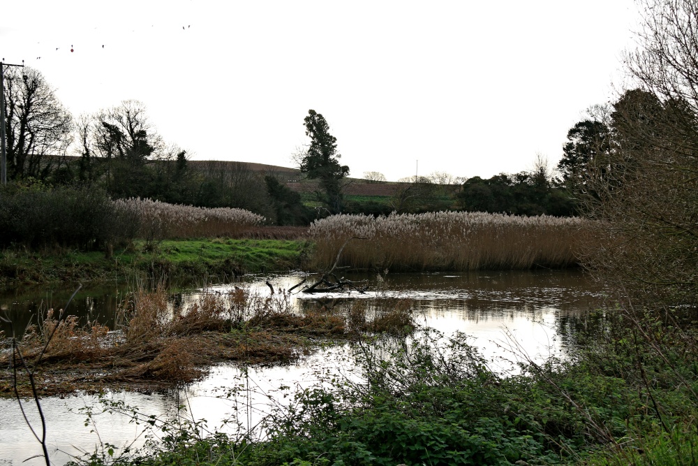 River Otter at Budleigh