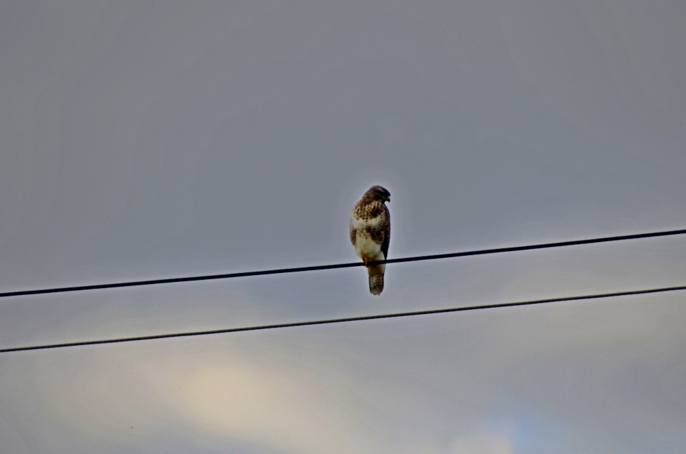 East Budleigh bird on the wire