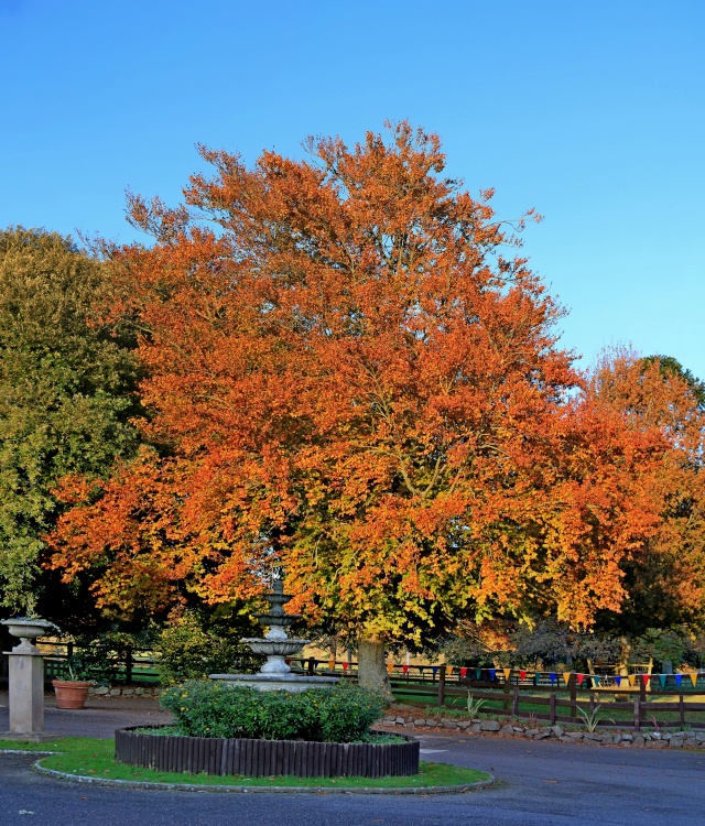 Bicton's roundabout