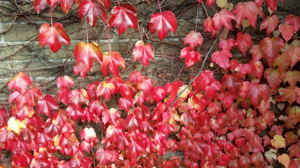 On a road wall going into town