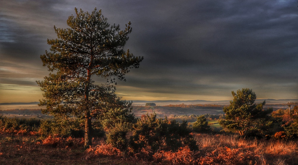 Early Morning, Ashdown Forest photo by David Brooker