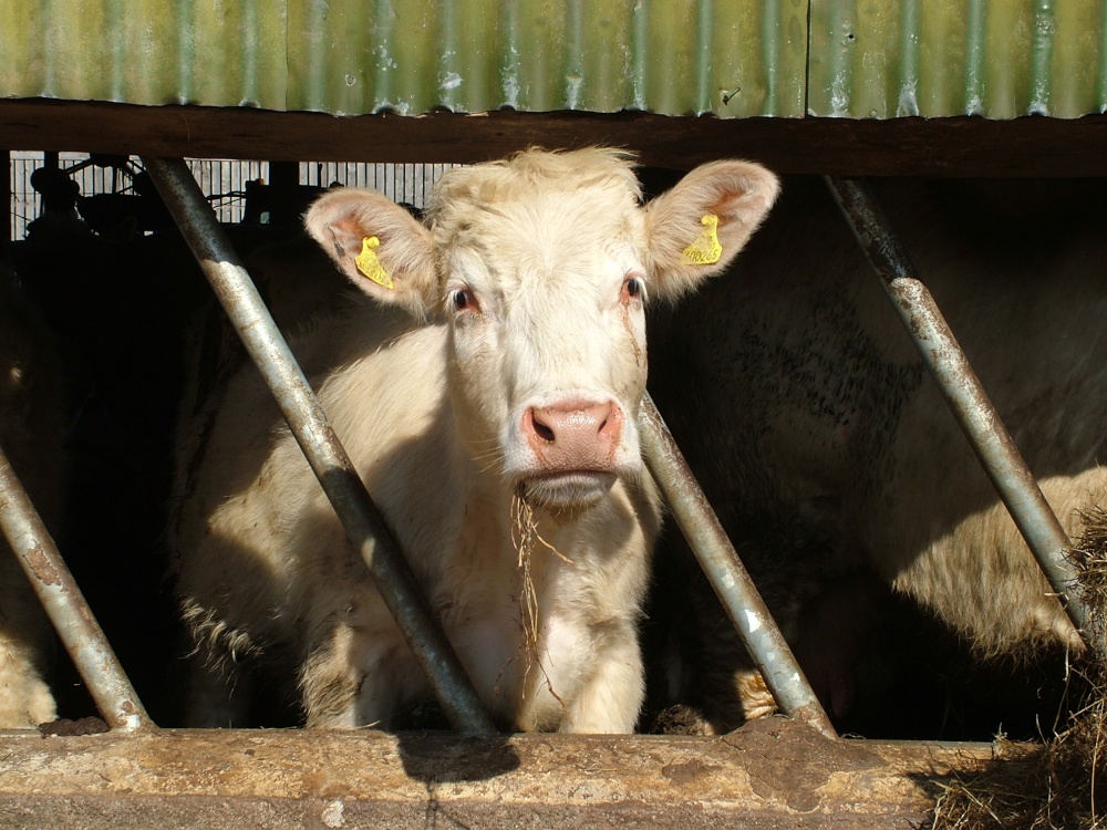 A Tanfield cow