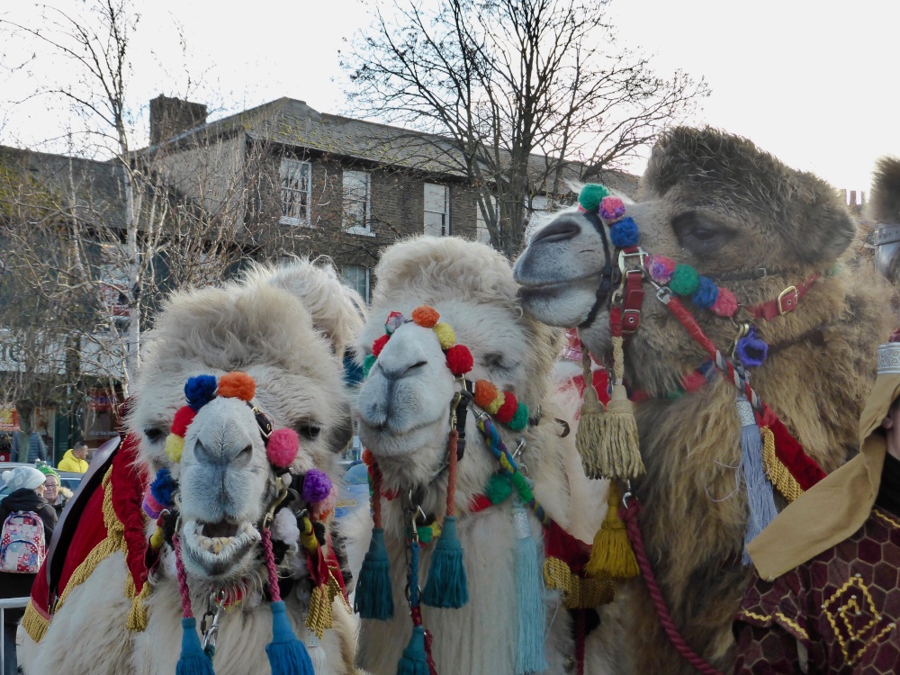 Photograph of Three Wise Camels in Gravesend Town