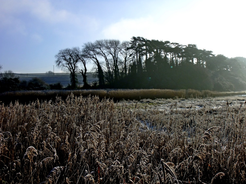 Budleigh Salterton's reed beds