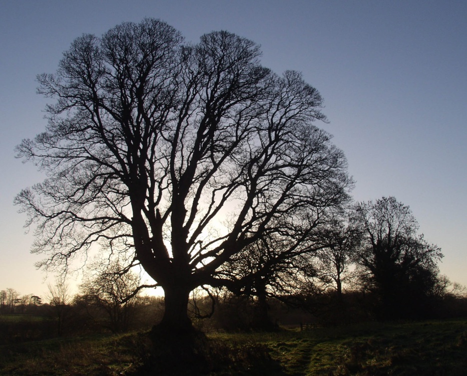 Robin Hood's Tree