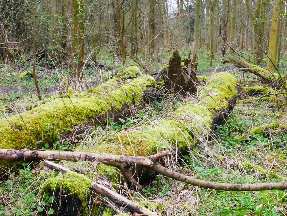 Dead trees in Hinchingbrooke Country Park, Huntingdon photo by Tom Elliott