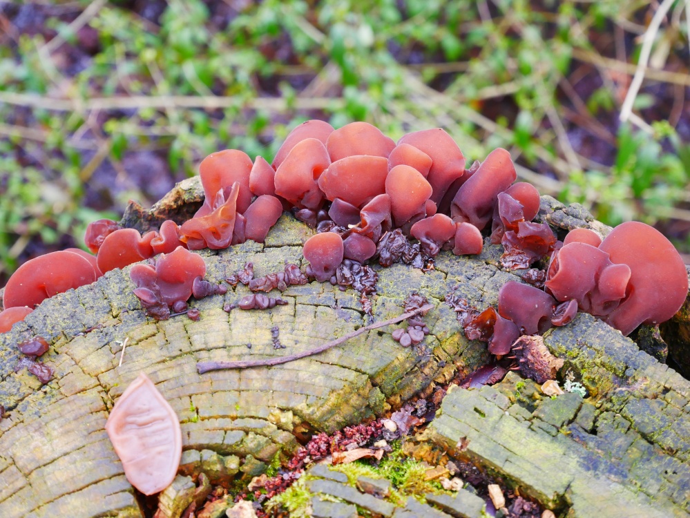 Fungus on a dead tree, Hinchingbrooke Country Park, Huntingdon photo by Tom Elliott