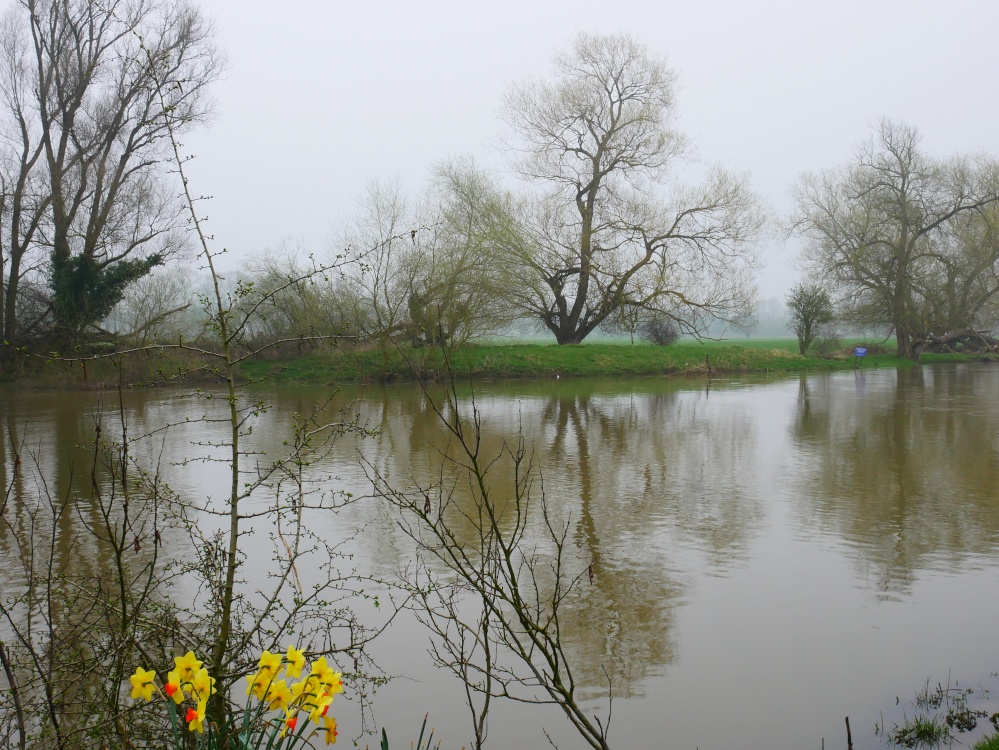 Photograph of Daffodils by the River Ouse near  Brampton, Cambridgeshire
