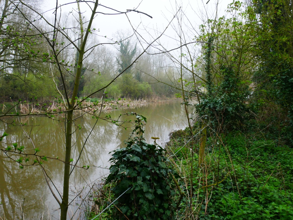 Photograph of Trees along the banks of a waterway, near Brampton