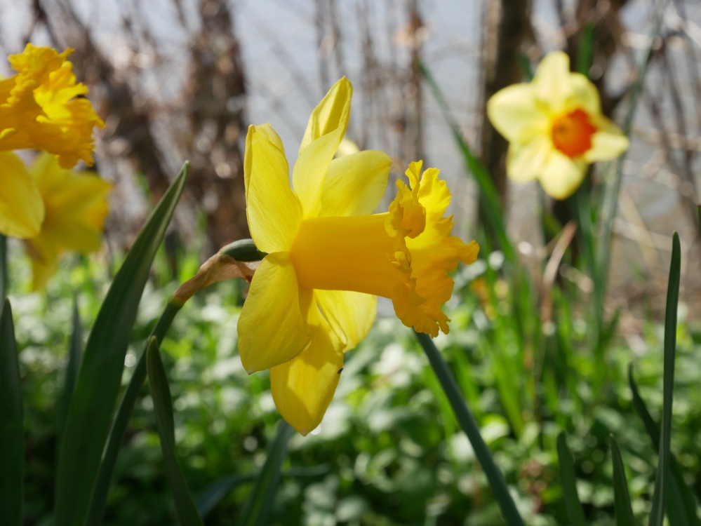 Daffodils near the River Great Ouse, Brampton