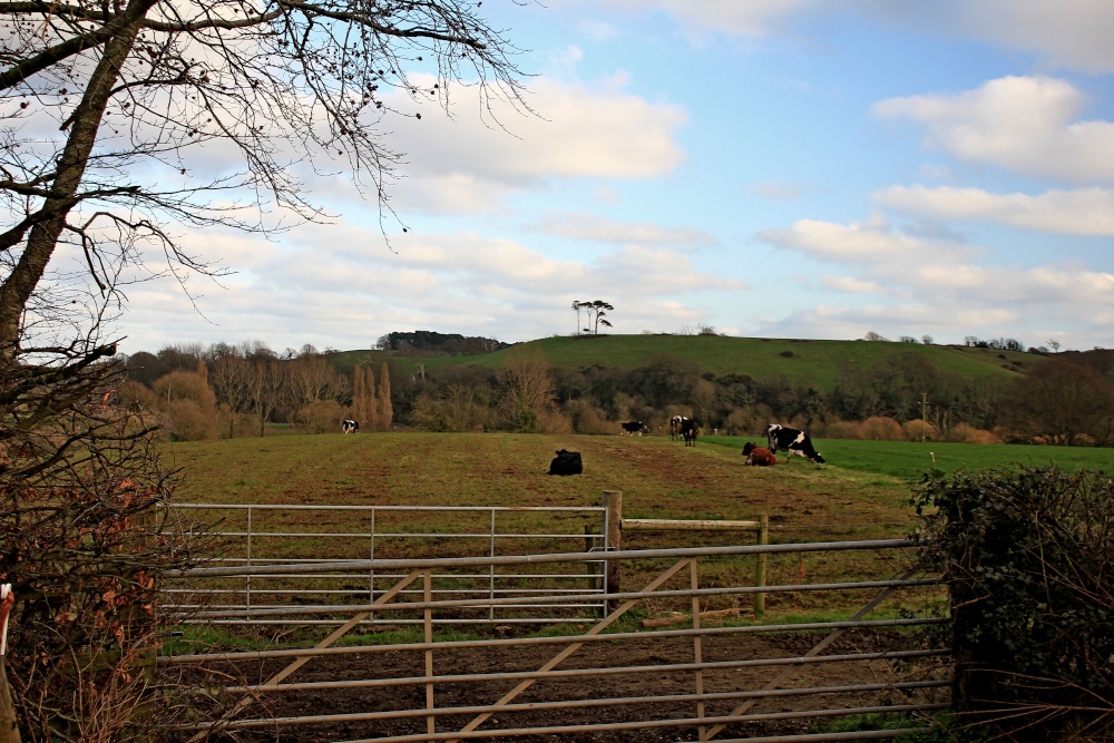 East Budleigh Cows