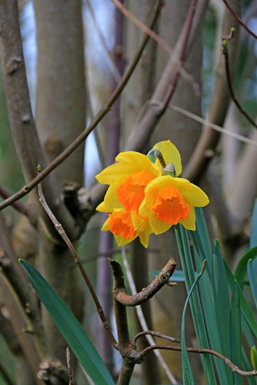 Otterton daffodils
