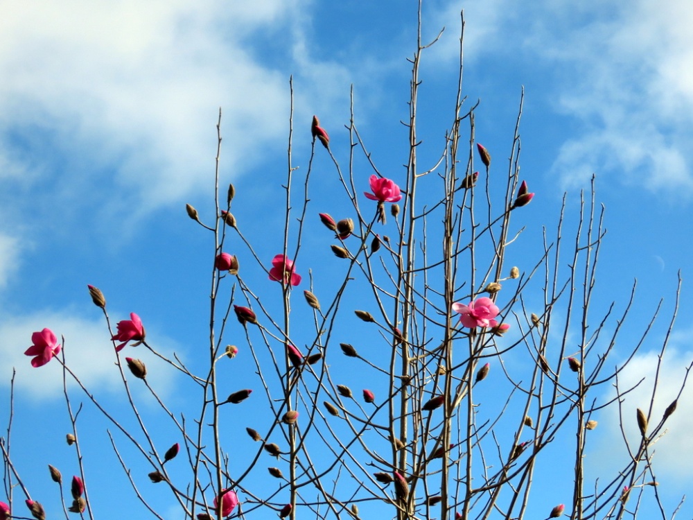Caerhays Castle photo by Pat Trout