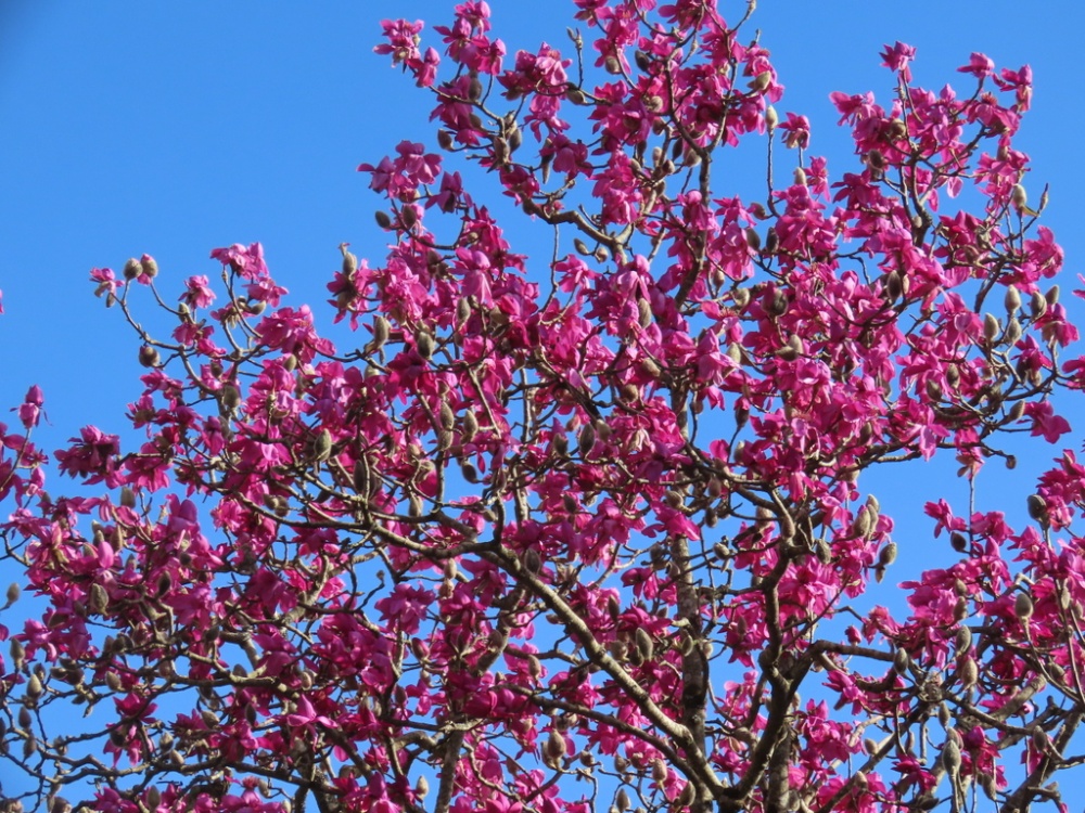 Caerhays Castle photo by Pat Trout