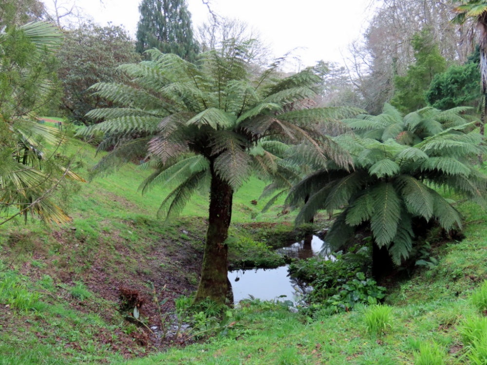Glendurgan Gardens photo by Pat Trout