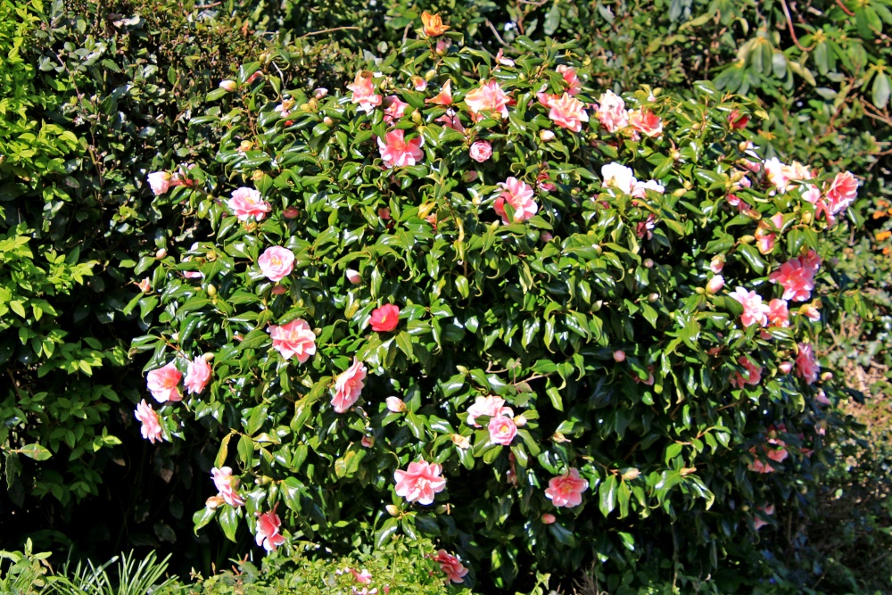 Budleigh Salterton camellia bush