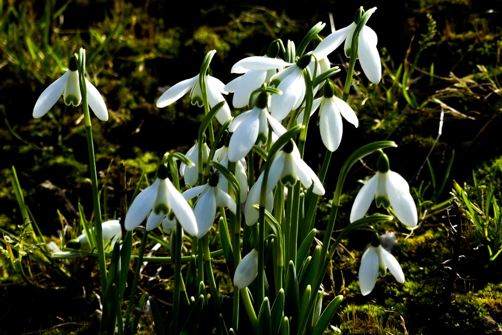 Snowdrops